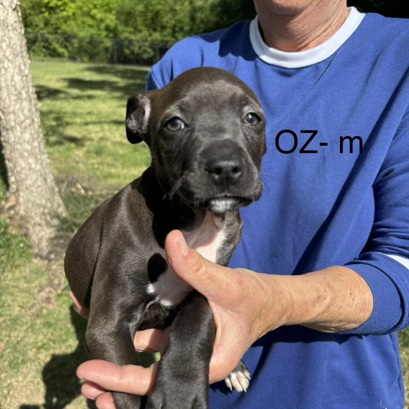 A baby medium-sized male Black Pit Bull Terrier dog named Oz for adoption in Brentwood, TN