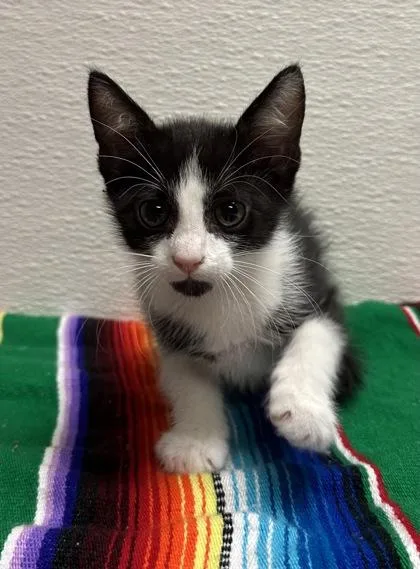A young small-sized male Domestic Short Hair cat named Niall for adoption in Phoenix, AZ