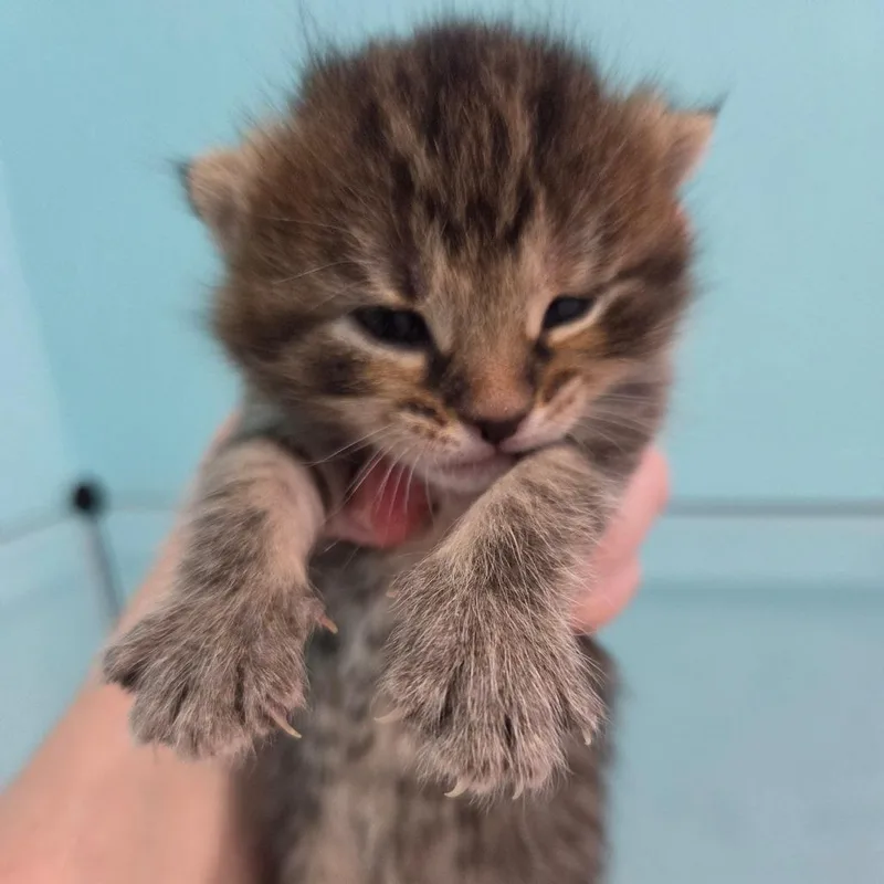 Little Miss Curious thumbnail 3