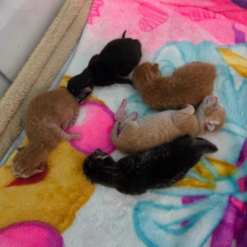 Little Miss Curious thumbnail 4