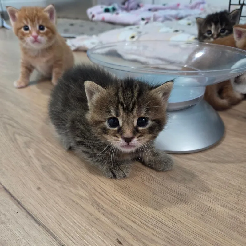 Little Miss Curious thumbnail 5