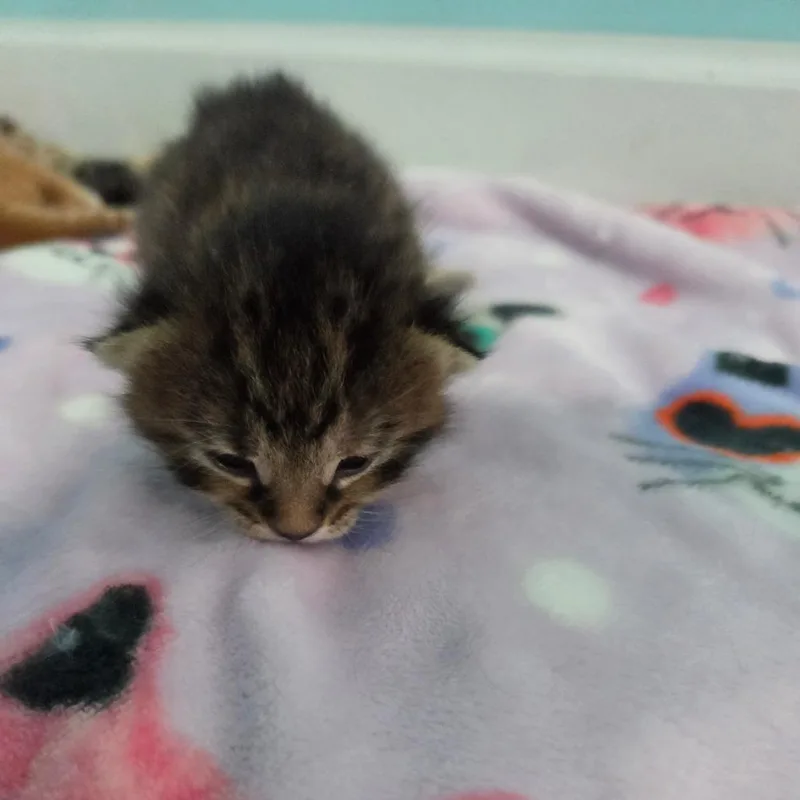 Little Miss Curious thumbnail 6
