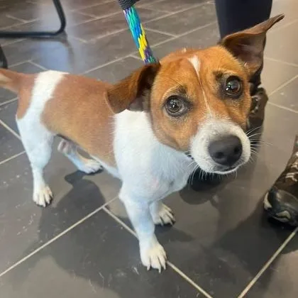 An adult small-sized male Jack Russell Terrier dog named Glenn for adoption in Philadelphia, PA