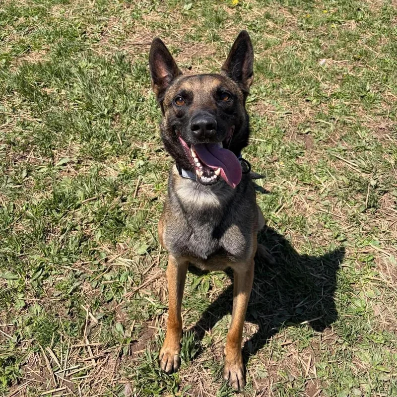 An adult medium-sized male Black Belgian Shepherd / Malinois dog named Jethro for adoption in Syracuse, NY