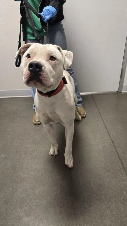 An adult large-sized male Pit Bull Terrier dog named Nico for adoption in Fresno, CA