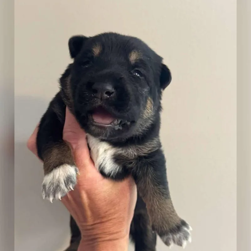 A baby large-sized male Black German Shepherd Dog dog named Itchy Richie for adoption in Olathe, KS