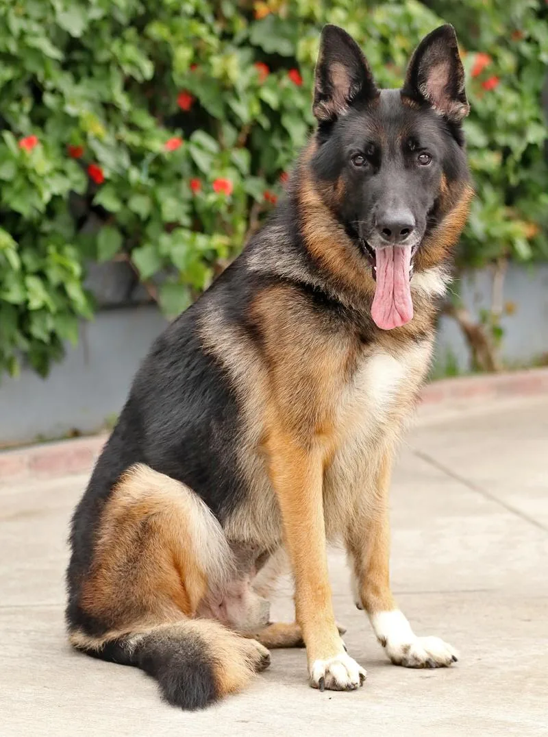A young large-sized male Black German Shepherd Dog dog named Ace von Achtrup for adoption in Los Angeles, CA