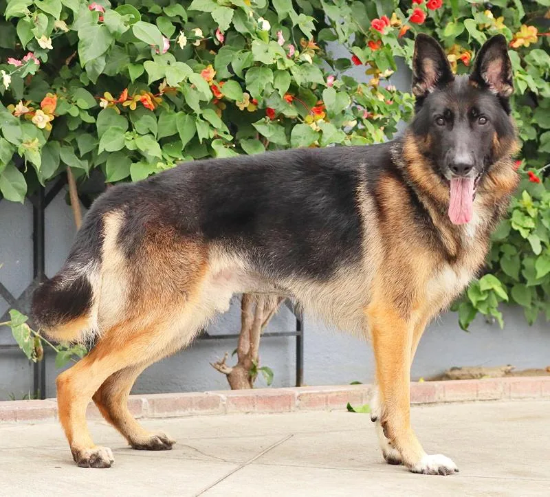Ace von Achtrup thumbnail 2