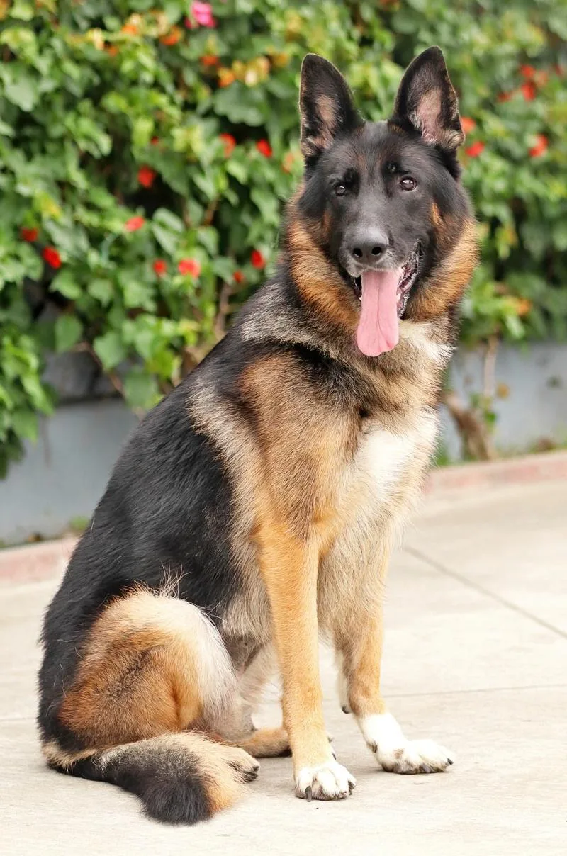 Ace von Achtrup thumbnail 3