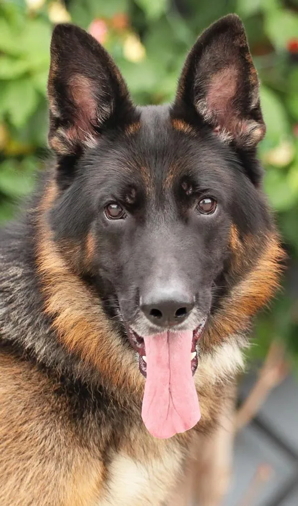 Ace von Achtrup thumbnail 5