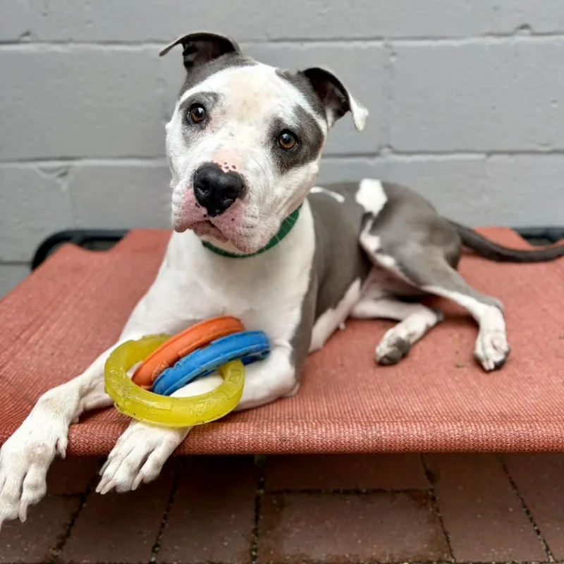 An adult medium-sized female American Staffordshire Terrier dog named Hydrangea for adoption in Whitehall, PA