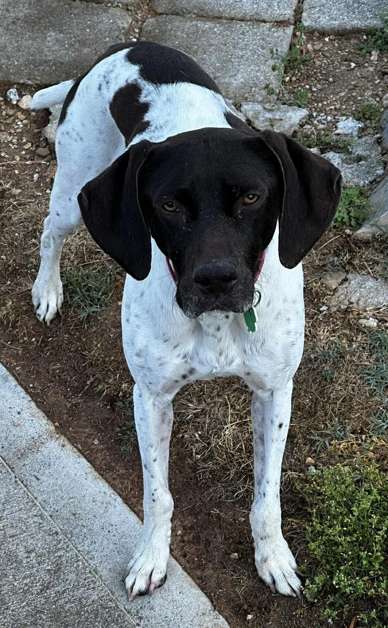 Piper