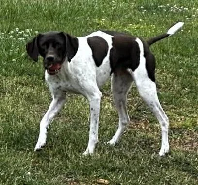 Piper thumbnail 2