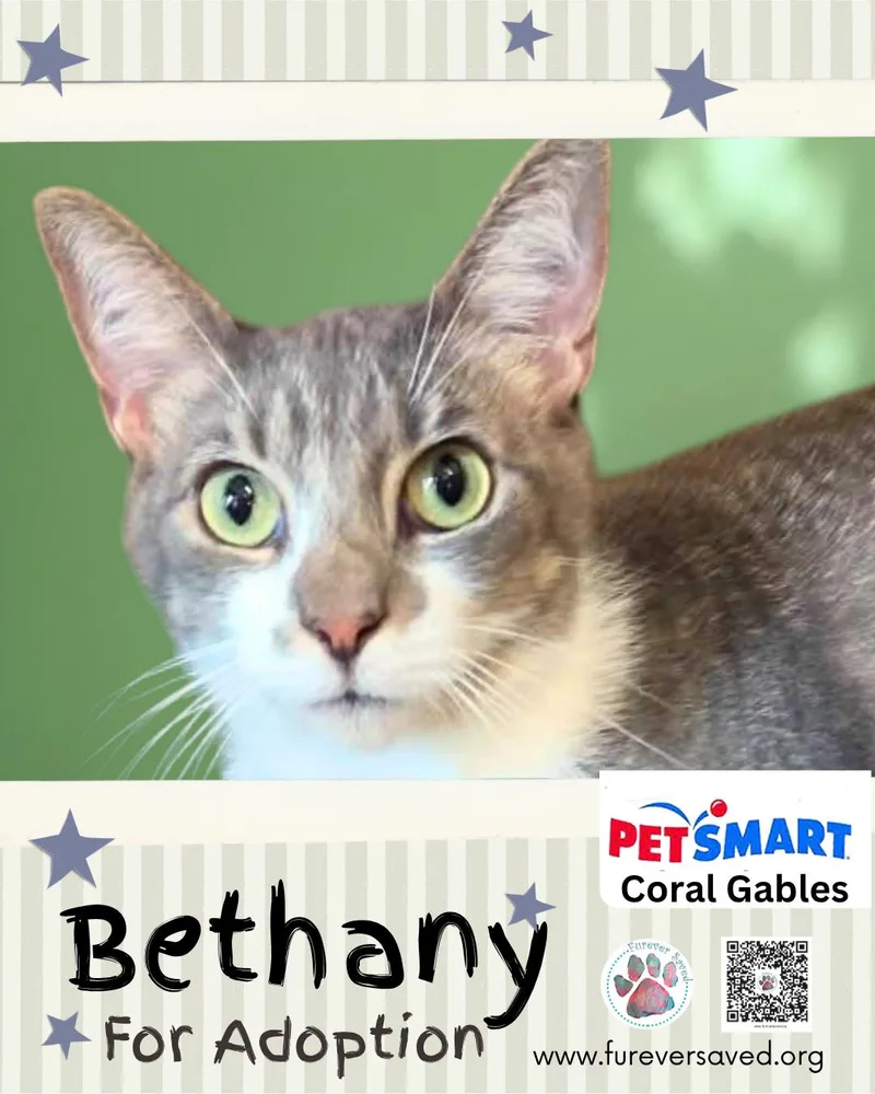 A young small-sized female Gray / Blue / Silver Domestic Short Hair cat named Bethany for adoption in Miami, FL