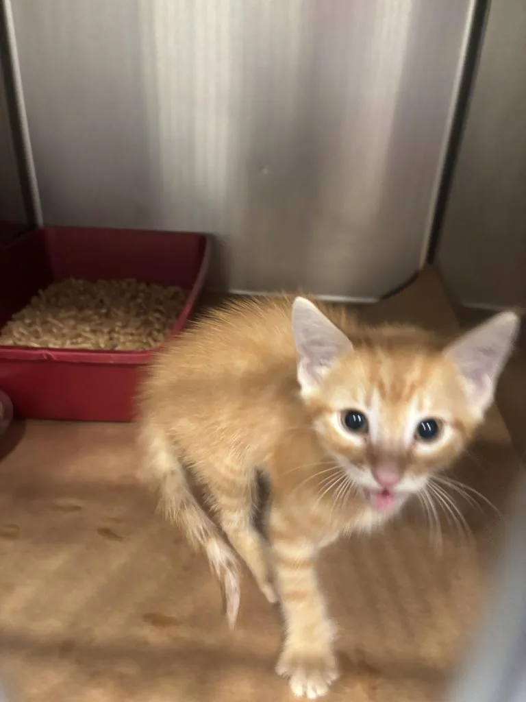 A baby large-sized male Domestic Medium Hair cat named Pine for adoption in Cartersville , GA