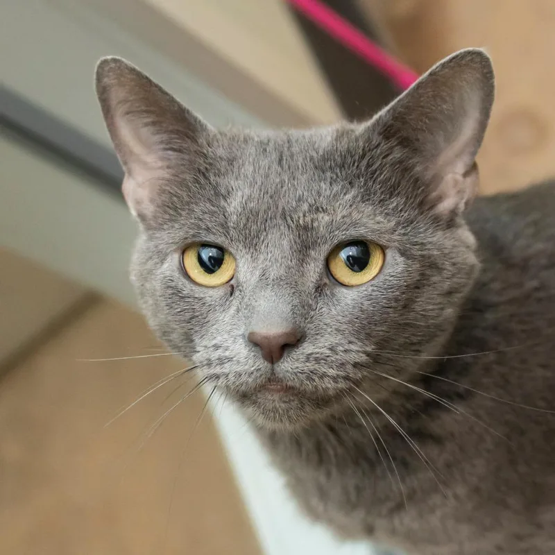 An adult medium-sized female Gray / Blue / Silver Domestic Short Hair cat named Mikasa for adoption in Middletown, RI