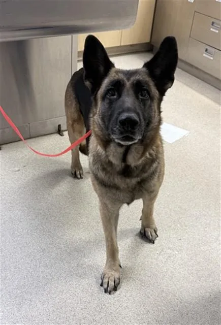 An adult large-sized female German Shepherd Dog dog named Rose for adoption in Riverside, CA