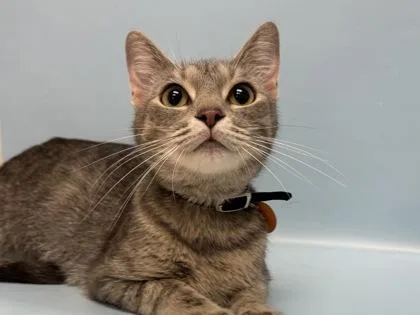 An adult small-sized female Domestic Short Hair cat named Simba for adoption in Woodbury, MN