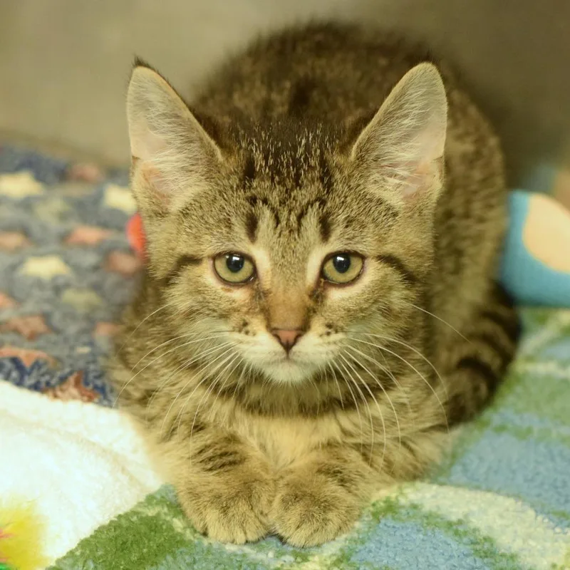 A baby small-sized male Brown / Chocolate Domestic Short Hair cat named Glad for adoption in Belleville, IL