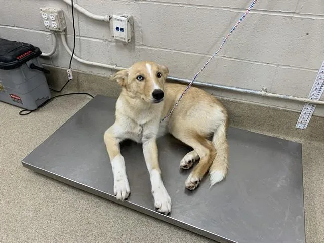 A young large-sized female Siberian Husky dog named Rapunzel for adoption in Grand Prairie, TX
