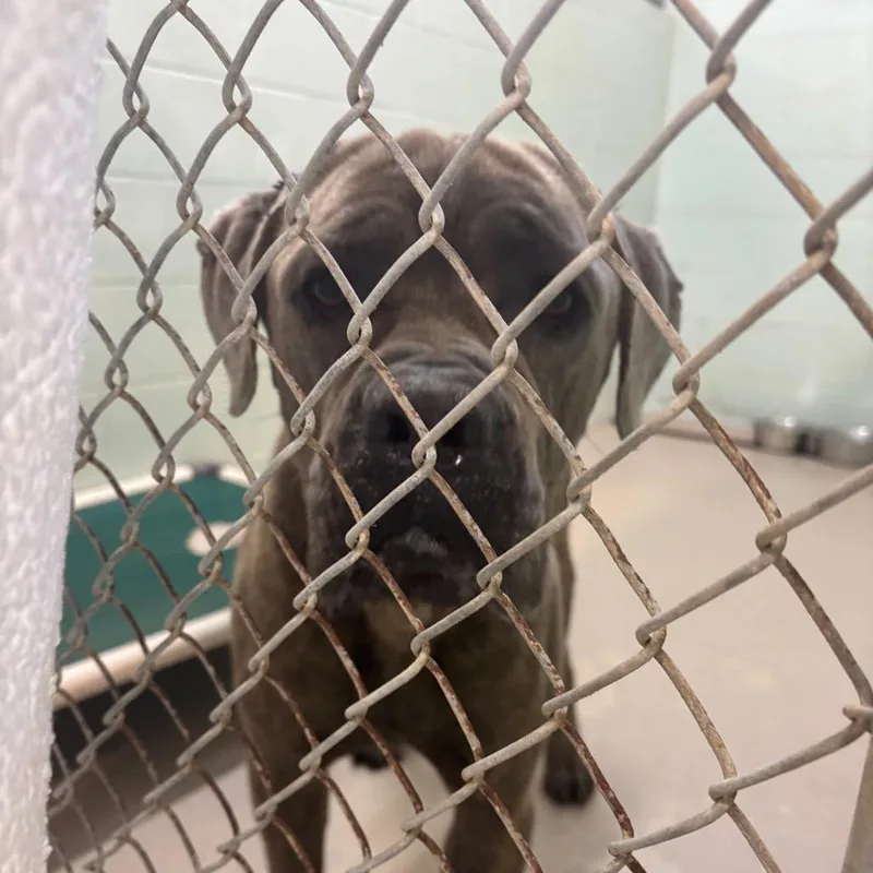 An adult large-sized male Brown / Chocolate Mastiff dog named Nino for adoption in Newark, NJ