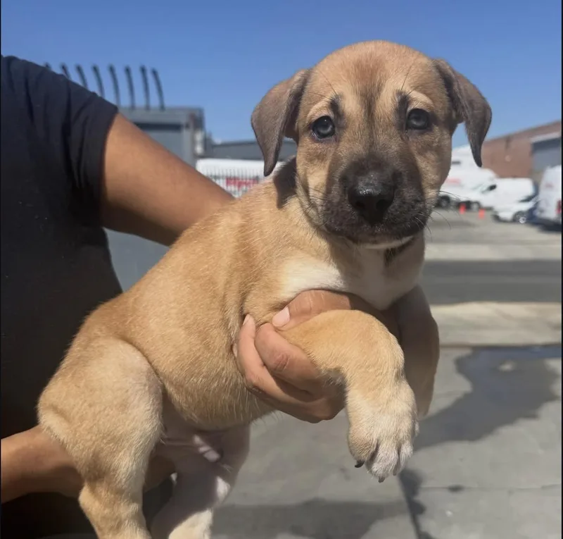 A baby large-sized male Shepherd dog named Hopscotch for adoption in Pasadena, CA