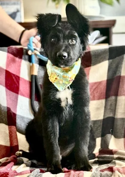 A young medium-sized male Flat-Coated Retriever dog named Miller for adoption in Madison, NJ