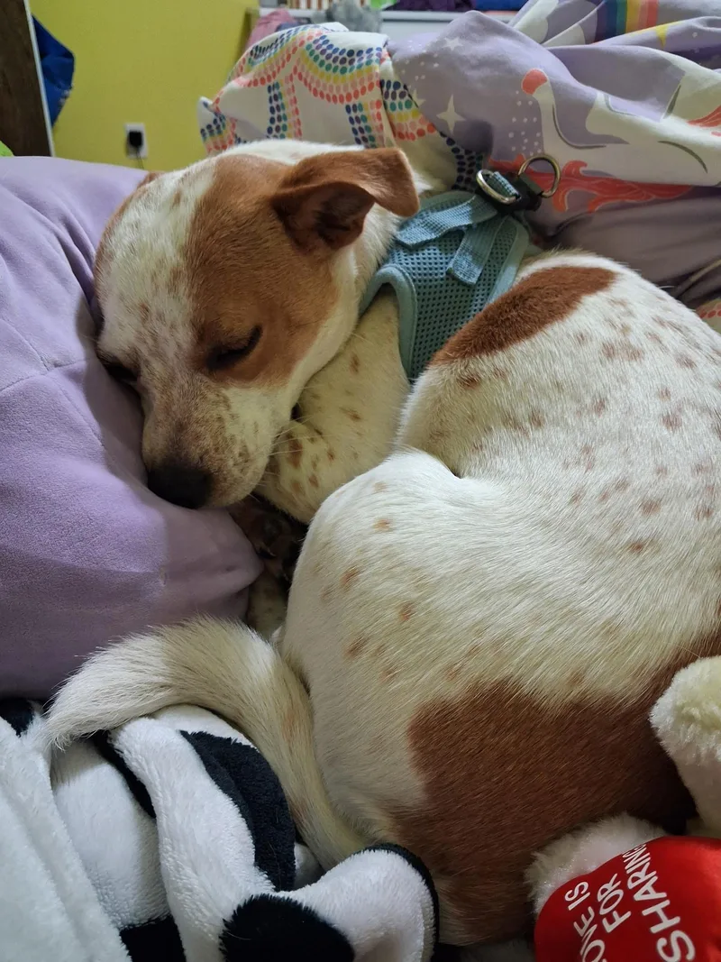 A baby medium-sized female Bicolor Mixed Breed dog named Sweetie for adoption in Salem, OR