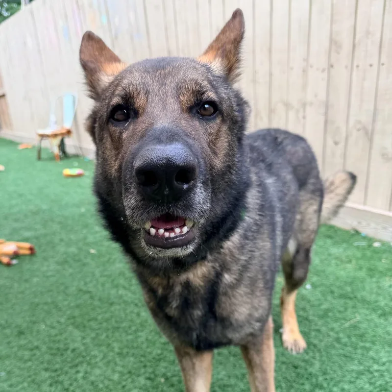 Sherman The Shepherd