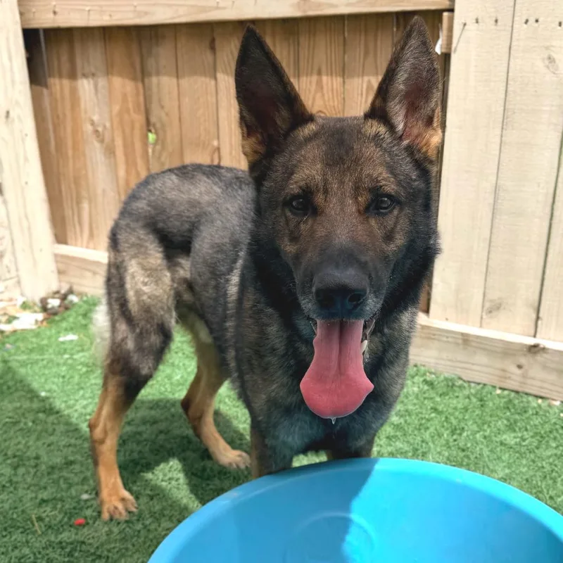 Sherman The Shepherd thumbnail 2