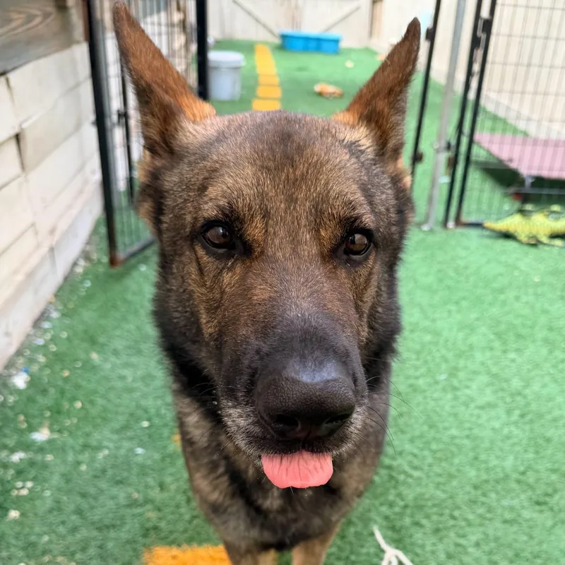 Sherman The Shepherd thumbnail 3