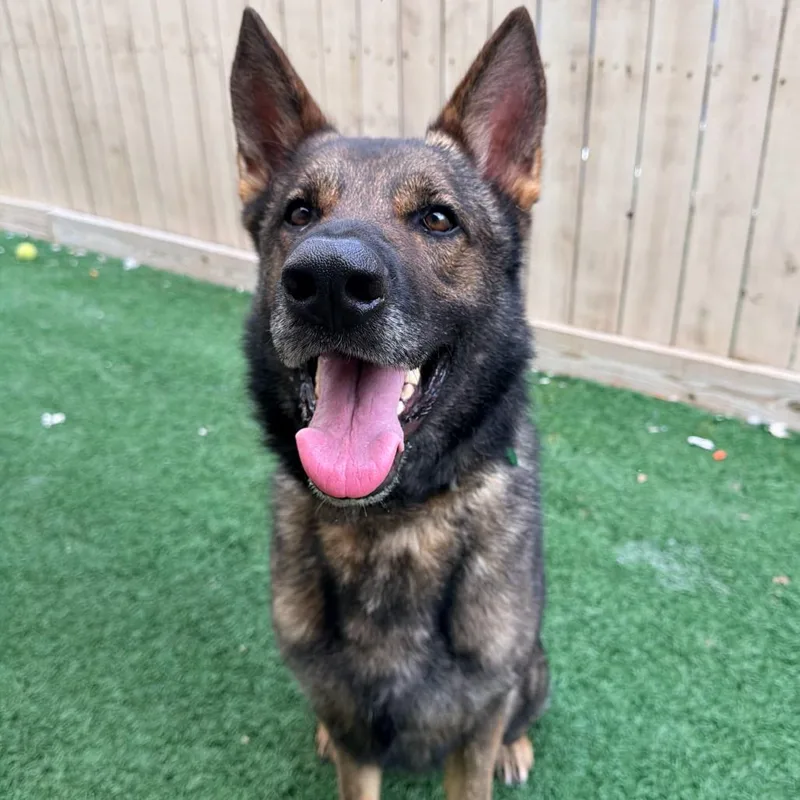 Sherman The Shepherd thumbnail 4