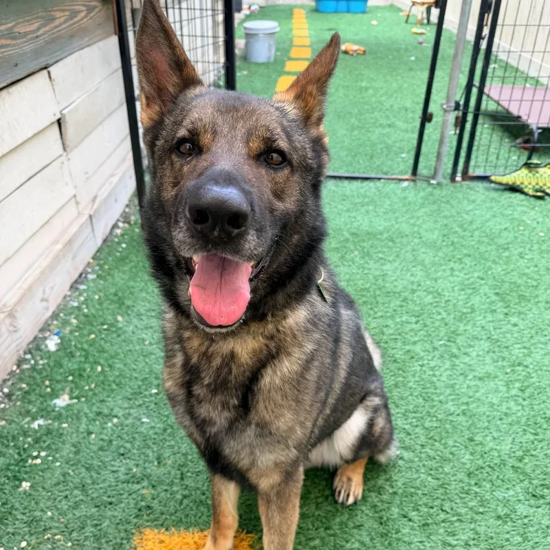 Sherman The Shepherd thumbnail 5