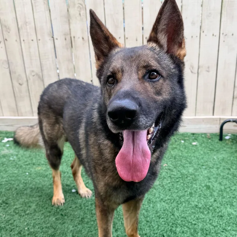 Sherman The Shepherd thumbnail 6