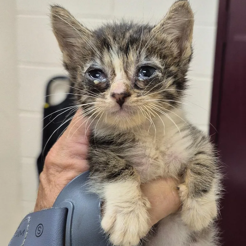 A baby small-sized female Brown / Chocolate Domestic Short Hair cat named Nugget for adoption in Lake Panasoffkee, FL