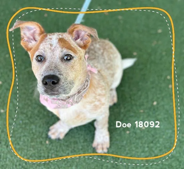 A baby medium-sized female Merle (Red) Australian Cattle Dog / Blue Heeler dog named Doe for adoption in Marietta, GA