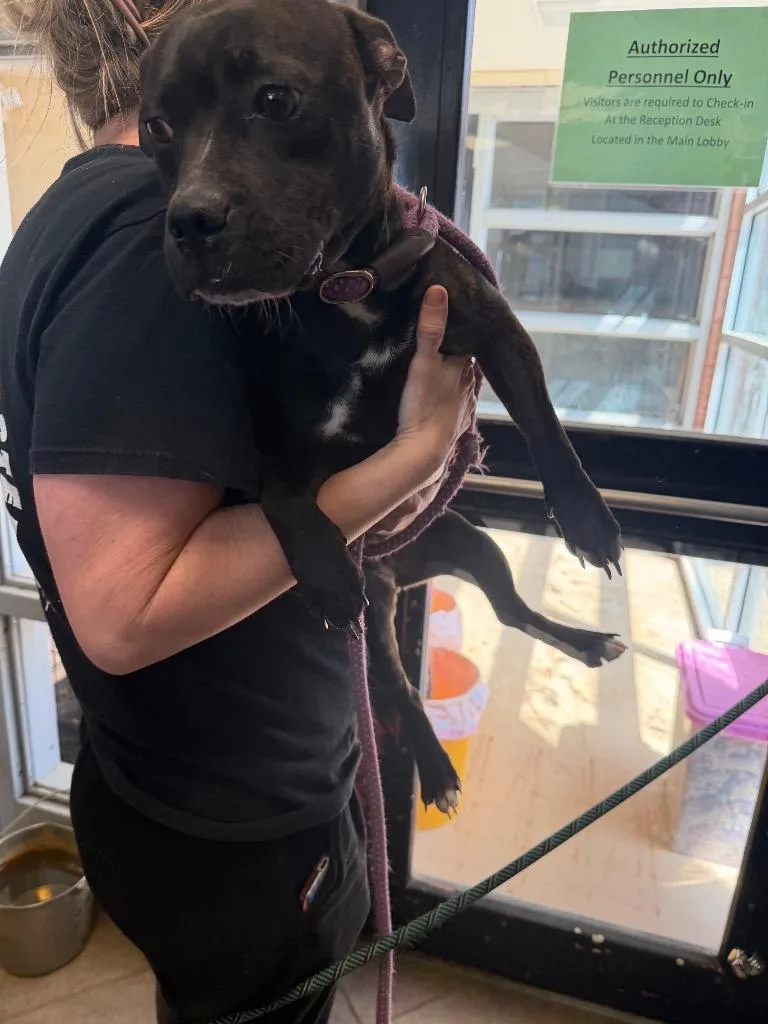 A young medium-sized female Mixed Breed dog named Ashley for adoption in Marion, OH