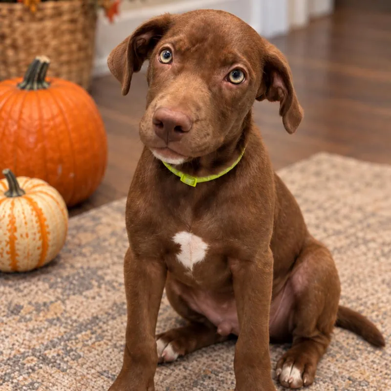A baby medium-sized male Labrador Retriever dog named Hendrix for adoption in New Orleans, LA