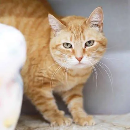 An adult small-sized female Orange / Red Domestic Short Hair cat named Bastet for adoption in Atlanta, GA