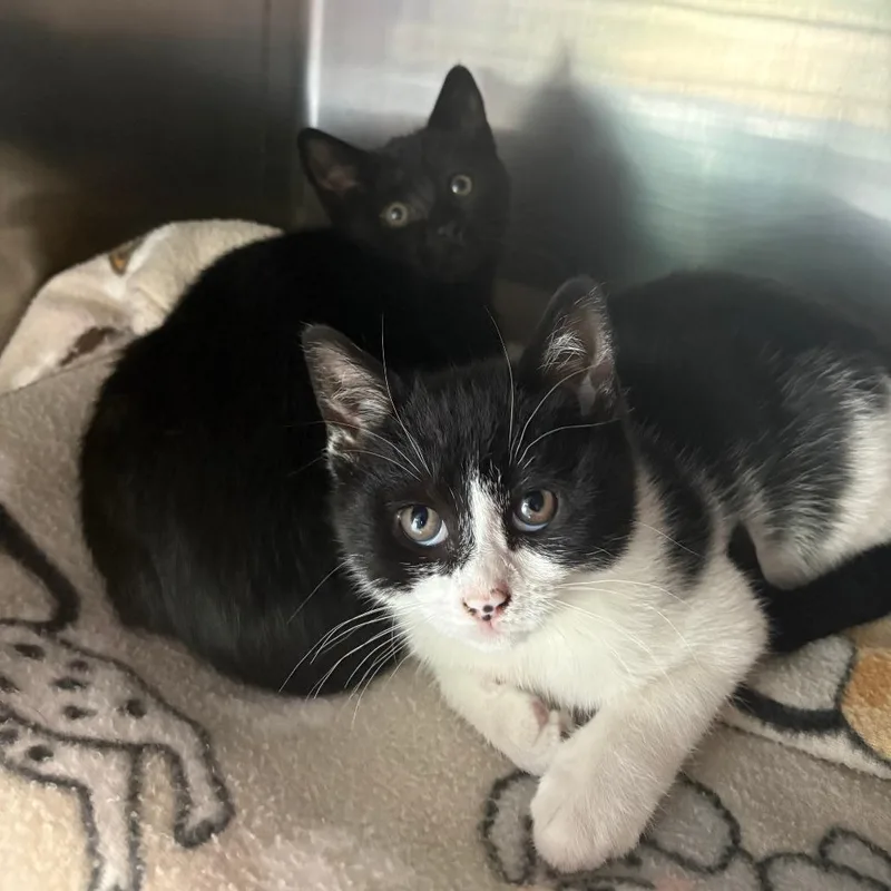 A baby small-sized female Black Domestic Short Hair cat named Elsa for adoption in Brockton, MA