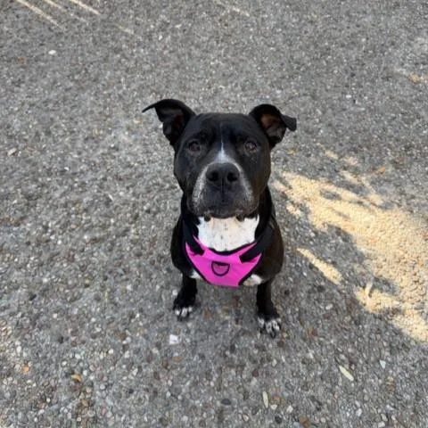 An adult medium-sized female American Staffordshire Terrier dog named Eva for adoption in San Antonio, TX