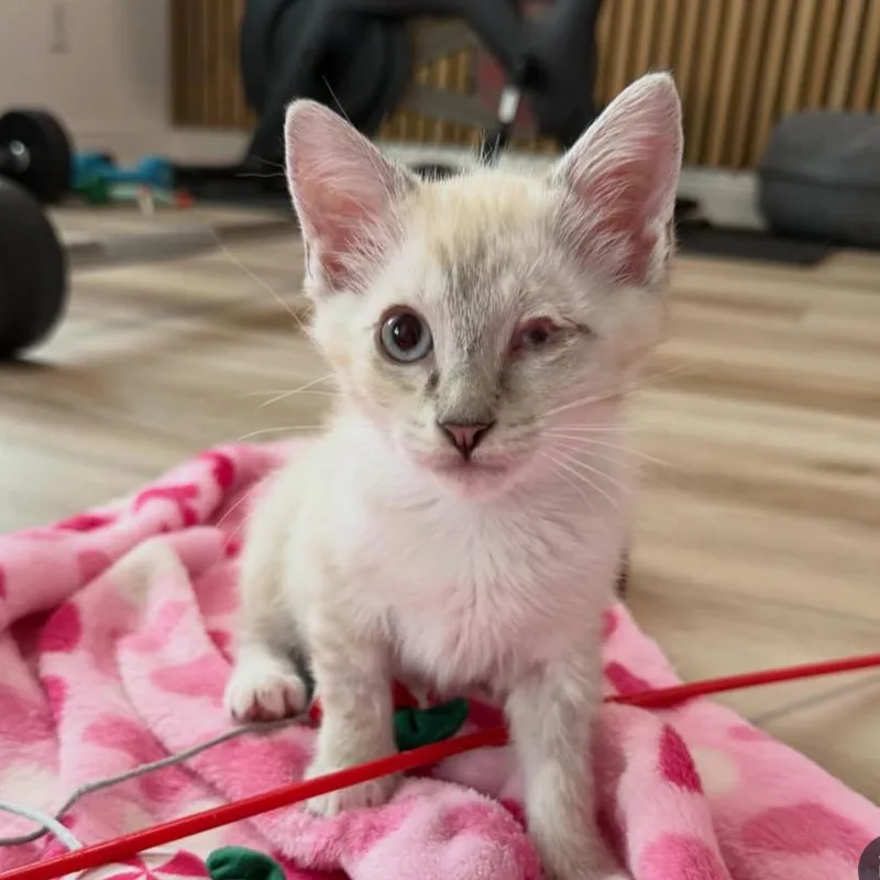 A baby small-sized female Flame Point Domestic Short Hair cat named Nala for adoption in Orlando, FL