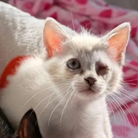 Nala thumbnail 2