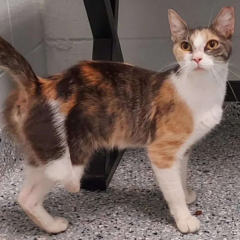 A young medium-sized female Gray / Blue / Silver Domestic Short Hair cat named Spoon for adoption in Dayton, OH