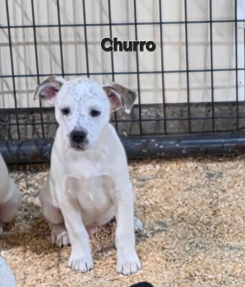 Churro