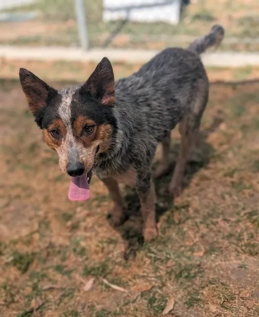 Bindi