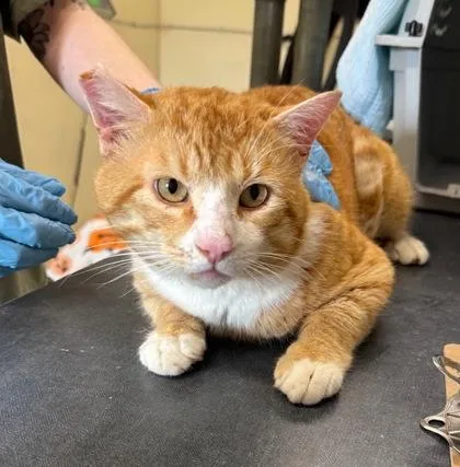 An adult medium-sized male Domestic Short Hair cat named Griffin for adoption in Clarks Summit, PA