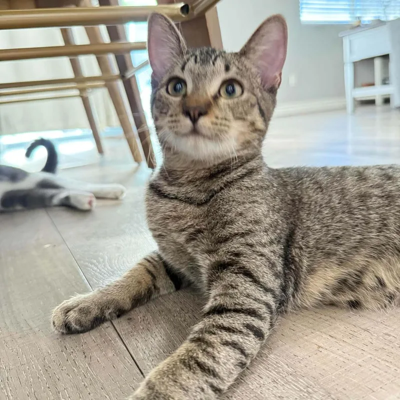 A baby large-sized male Domestic Short Hair cat named Ray for adoption in San Jacinto, CA