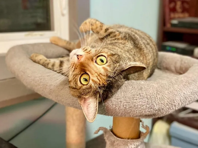 Valerie Aka Bella thumbnail 3