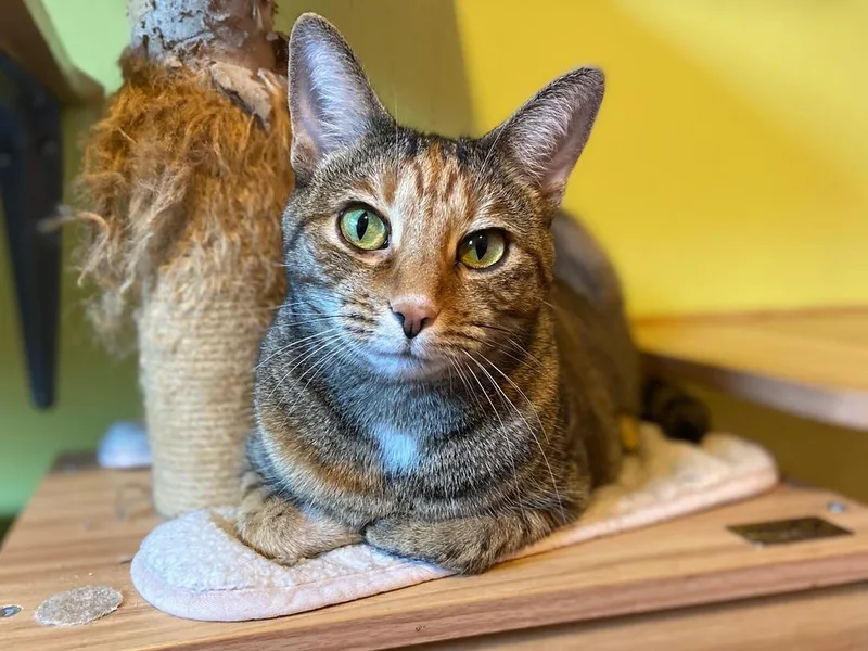 Valerie Aka Bella thumbnail 4